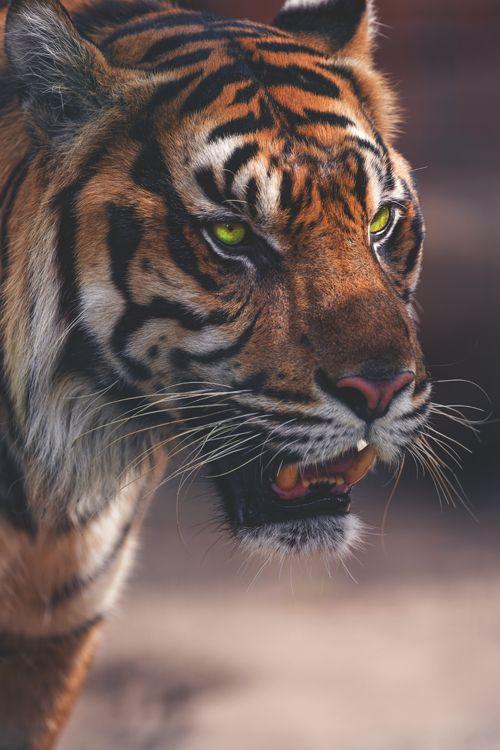 百兽之王的眼神看起来敲威严的~很多猫科动物都是琥珀色,唯独虎的眼睛