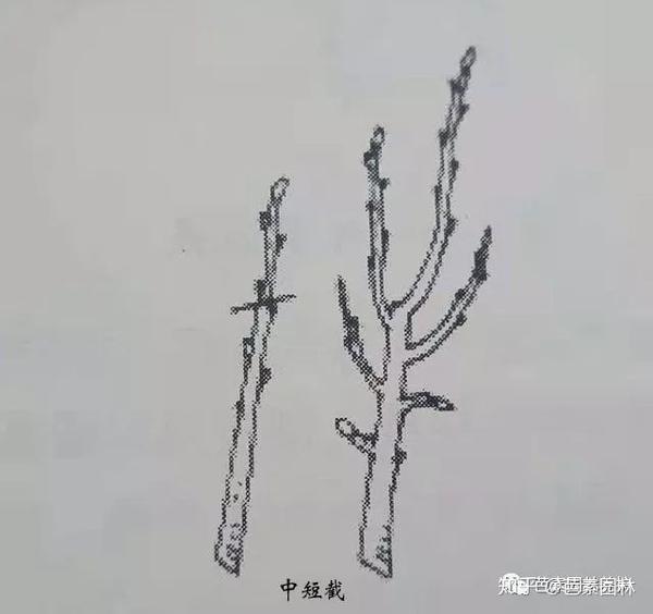 园林苗木的十大修剪技术 知乎