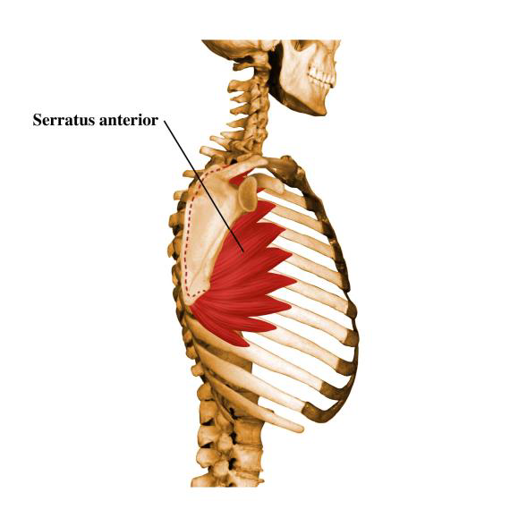 serratus anterior 前锯肌