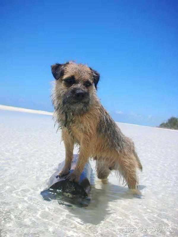 边境耿border terrier