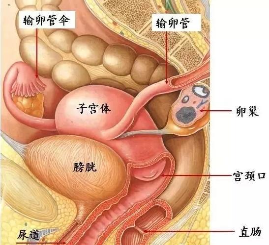 正常子宫的大小在腹部不能扪及,只有做妇科双合诊检查才能触及子宫.