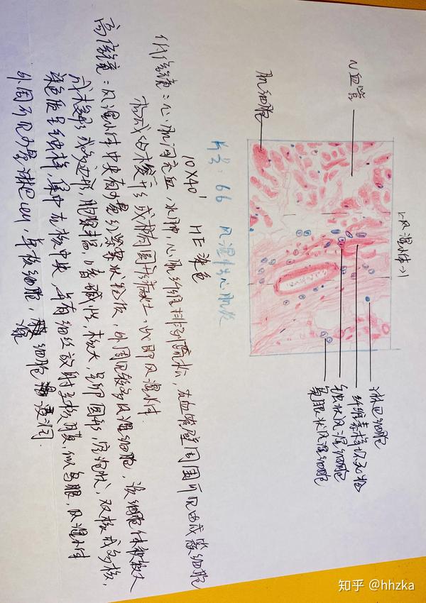 病理学切片红蓝铅手绘图