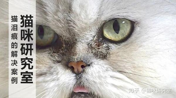 猫泪痕重怎么办案例分析