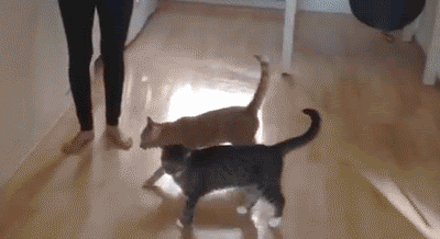 图自:cat-gifs