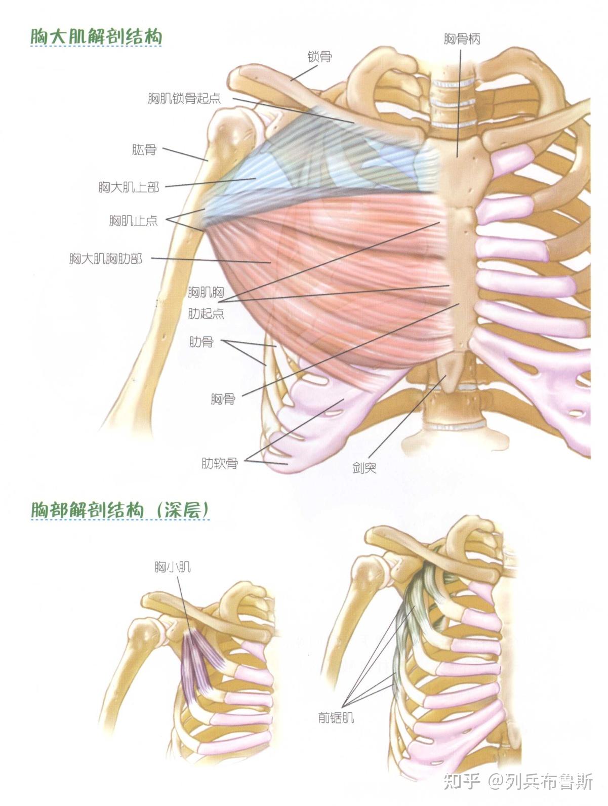 健身解剖指南——胸