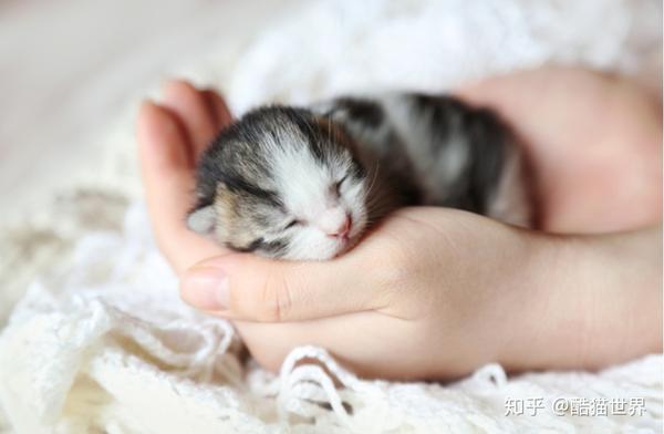 一,小猫出生时体重一般在80克~120克