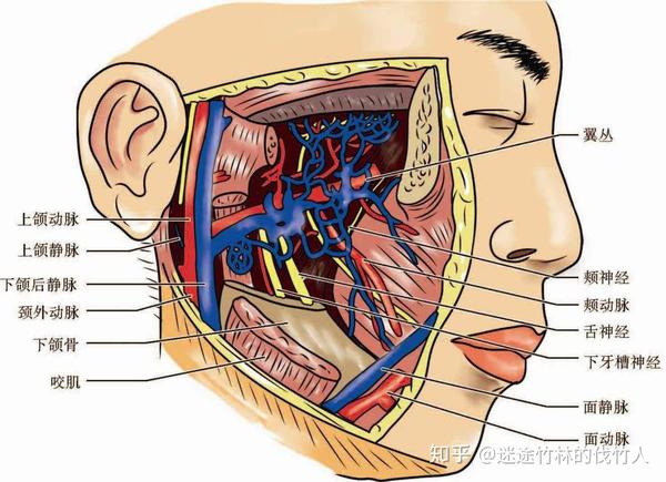 口解一个方面就是学口腔颌面部的局部解剖,这个是面侧深区的解剖示意