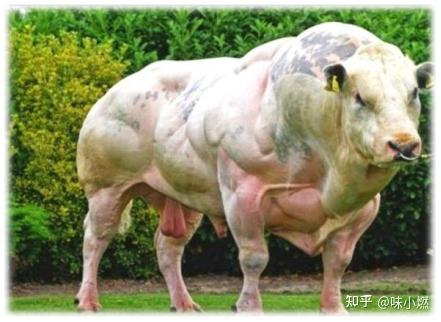 海福特牛属于典型的肉用体型,体型深宽,肌肉丰满,头短额宽,颈短而厚