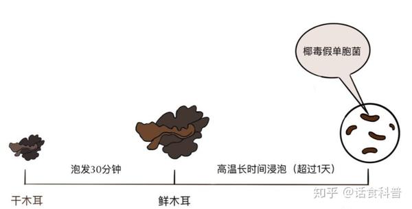 椰毒假单胞菌是一种革兰氏阴性杆菌, 常污染谷类发酵制品,变质银耳