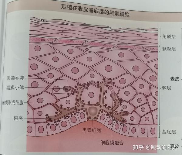 如上图所示,黑素细胞定制在表皮的基底层,在正常皮肤中,黑素细胞占