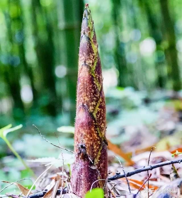深山好货方竹笋,一年只能吃28天?