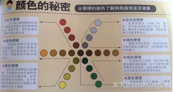 黄色的便便:此时的便便颜色比较健康,可判断出狗狗吃的食物里碳水