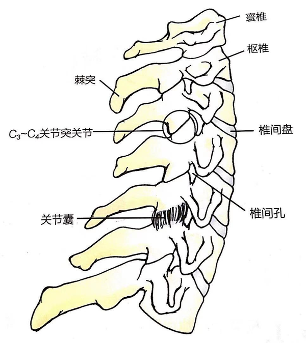 当颈椎受到慢性劳损,急性损伤,炎症等因素作用时,维持正常颈曲的内