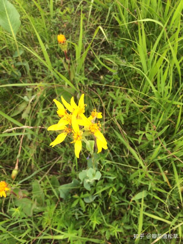 橐tuo二声,菊科-管状花亚科.