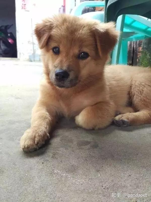 四,中华田园犬