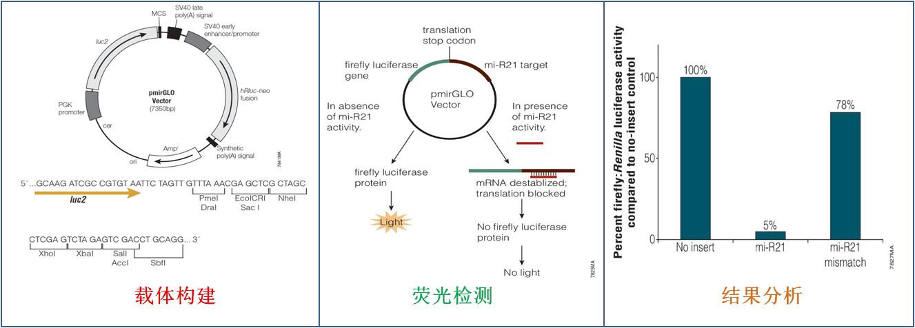 利用荧光素酶报告基因检测实验寻找或验证microrna对靶点作用性是不可