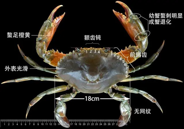 榄绿青蟹scylla olivacea