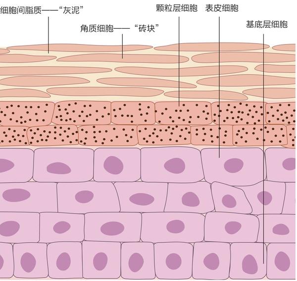 皮肤屏障示意图(图片来源网络)