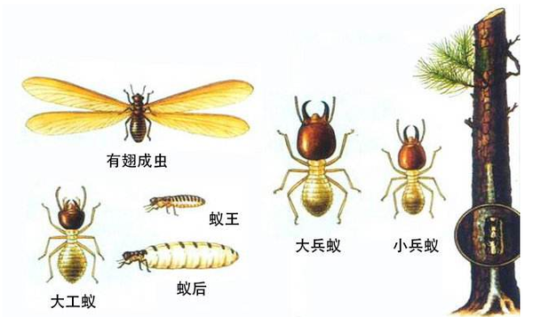 c,黄胸散白蚁:3-4月,一般在气温20-25度的中午 d,黑翅土白蚁:4-6月