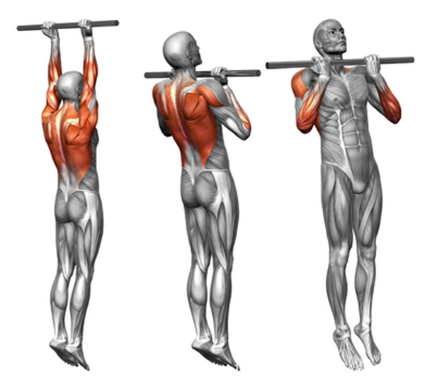 同理肩部的动作也能带到部分背部的肌肉.