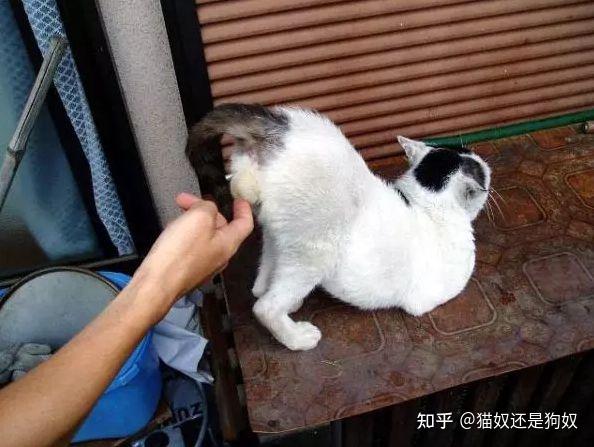 猫咪的蛋蛋居然可以那么可爱!网友:污了