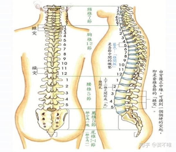 如下所示脊柱分段解剖图,其上正有腰椎5节,胸椎12节,也就是说,这5