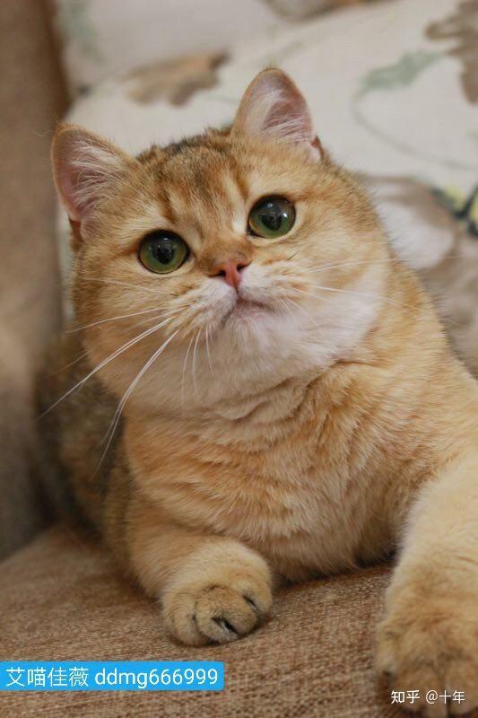请问这只是金渐层还是橘猫