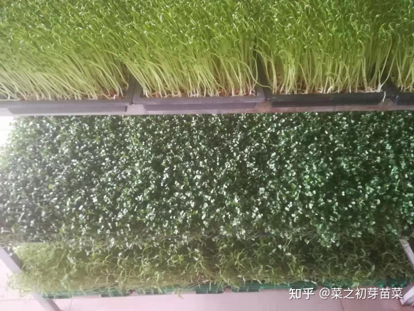 西兰花芽苗菜的种植技术