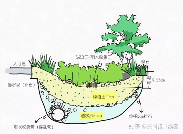 可收集, 输送和排放径流雨水,并具有一定的雨水净化作用