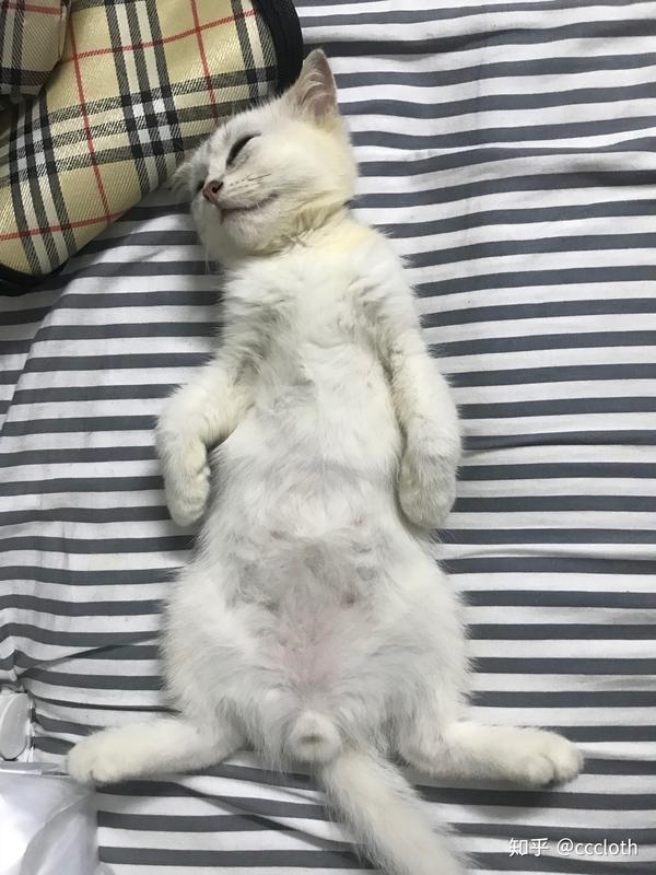 猫咪尴尬期有多尴尬?