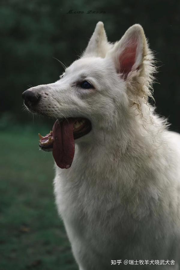 白色德牧瑞士牧羊犬