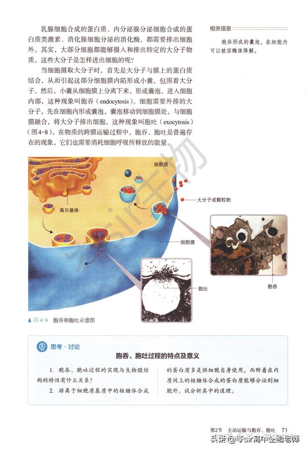 高中生物 新教材速读 必修1第4章第2节 主动运输与胞吞胞吐