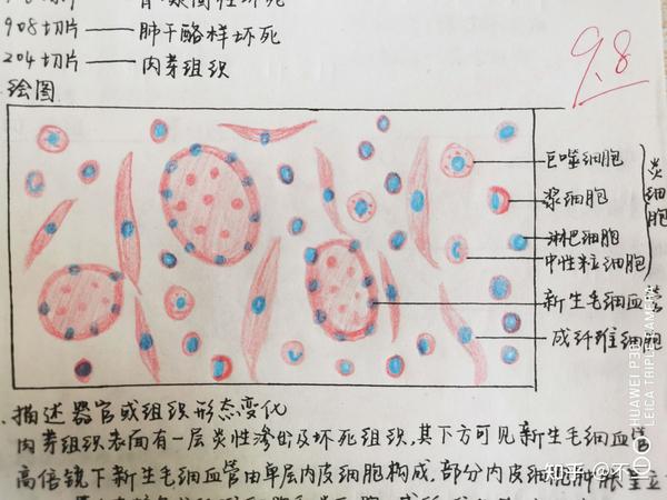 老师的批注:结缔组织的细胞成分?