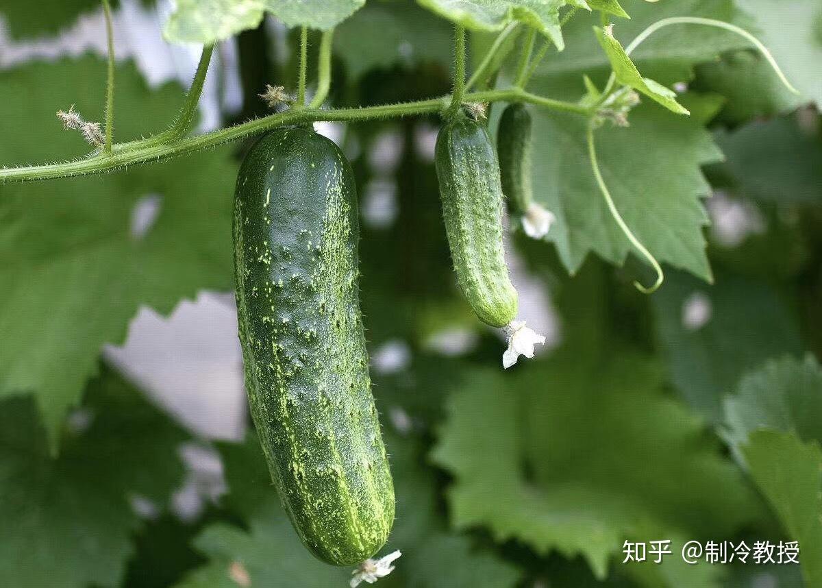 学名:cucumis sativusl;别名:胡瓜,刺瓜,王瓜,勤瓜,青瓜,唐瓜,吊瓜