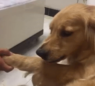 狗狗不让你摸爪子的6个原因看到第3个都心疼