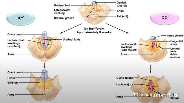 女性喷泉是什么