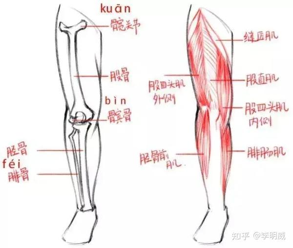 小腿肌肉组成示意图