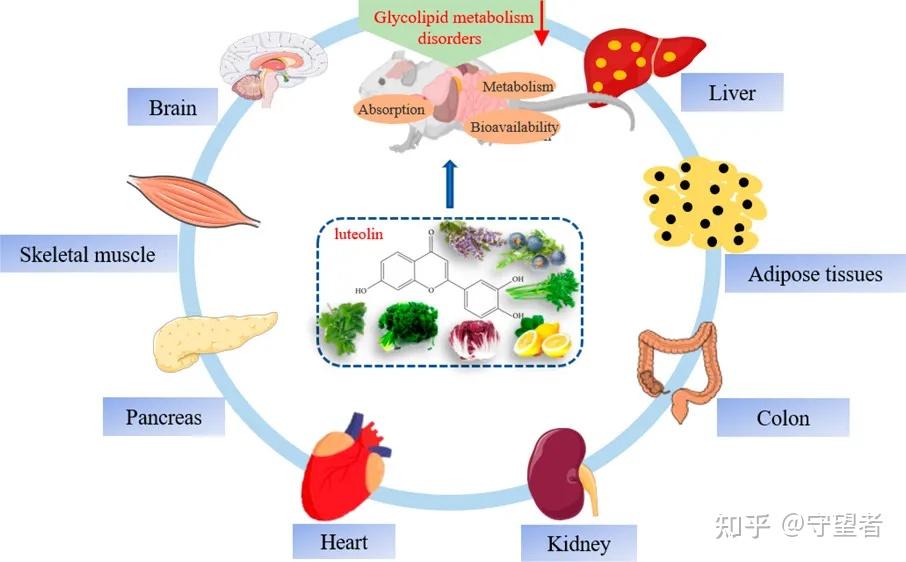 JAFC综述膳食木犀草素药动学特性及其在糖脂代谢中的作用 知乎