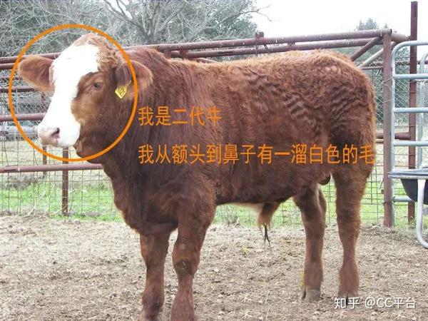 二代牛的外部特征:穿鼻梁指的是头顶白色面积增大,一直穿过鼻梁到嘴巴