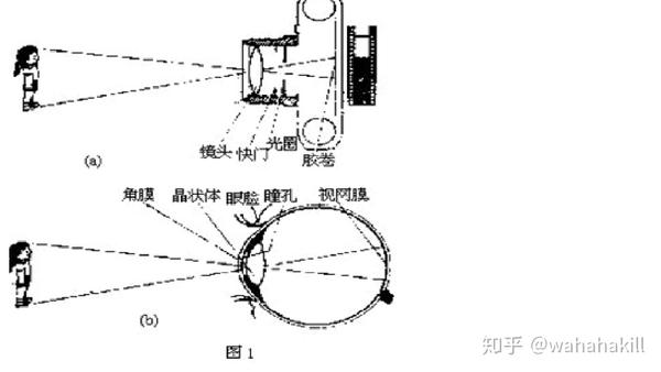 聊起近视的原理就必须先说一下,人眼是怎么工作的,如下