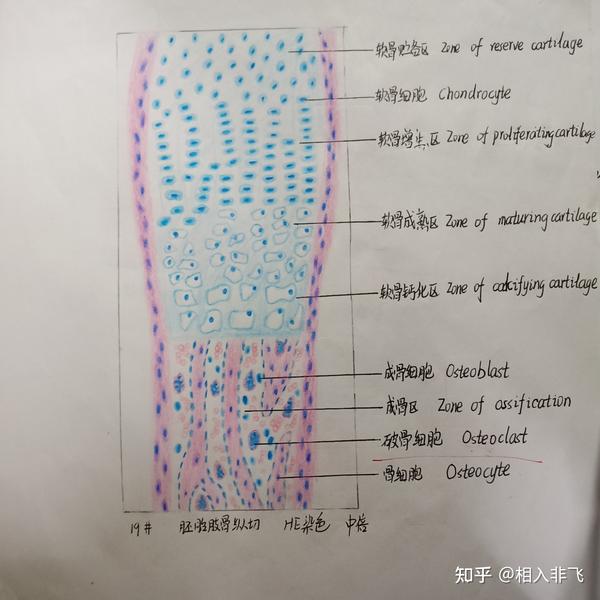 组胚红蓝铅笔手绘图