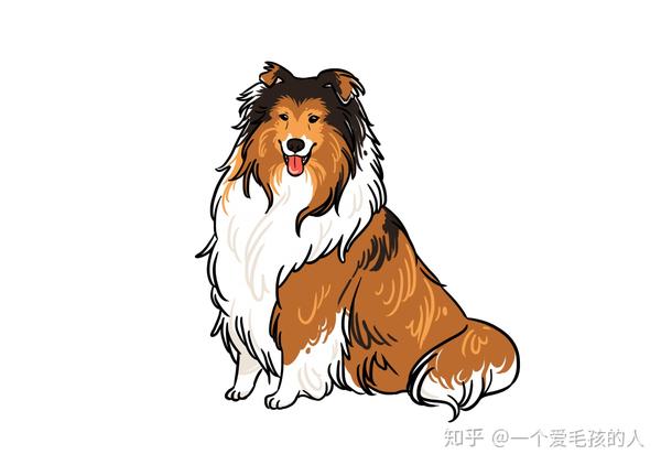 苏格兰牧羊犬卡通