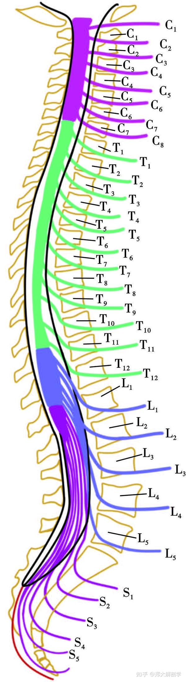 脊神经整体概览