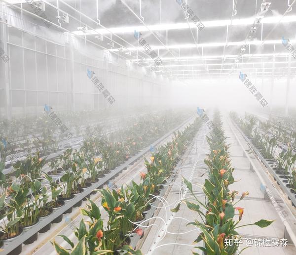 甘肃兰州现代花卉农业智能温室雾森降温加湿案例