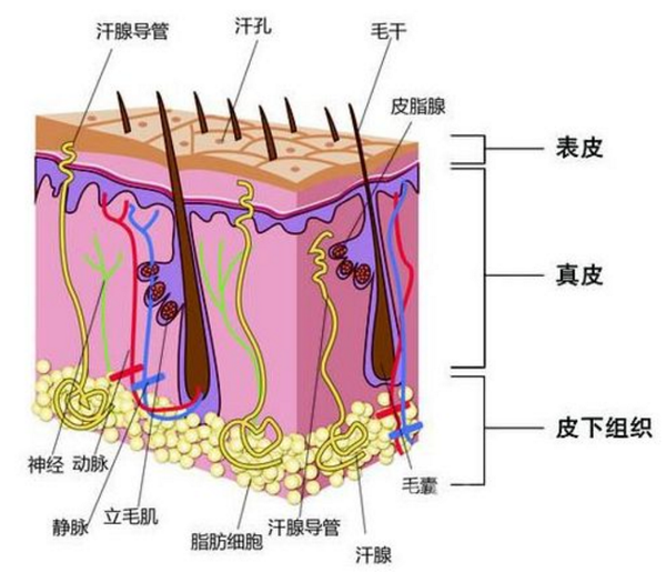 科普|干细胞疗法生发——脱发者的新曙光