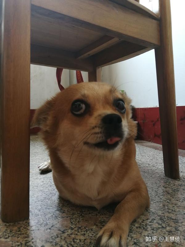 土狗 吉娃娃长什么样子?