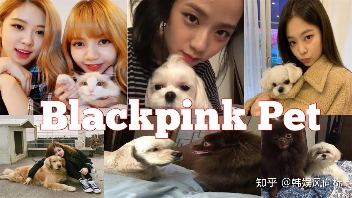 除了lisa,jennie,rosé和智jisoo也有不少毛茸茸的朋友.