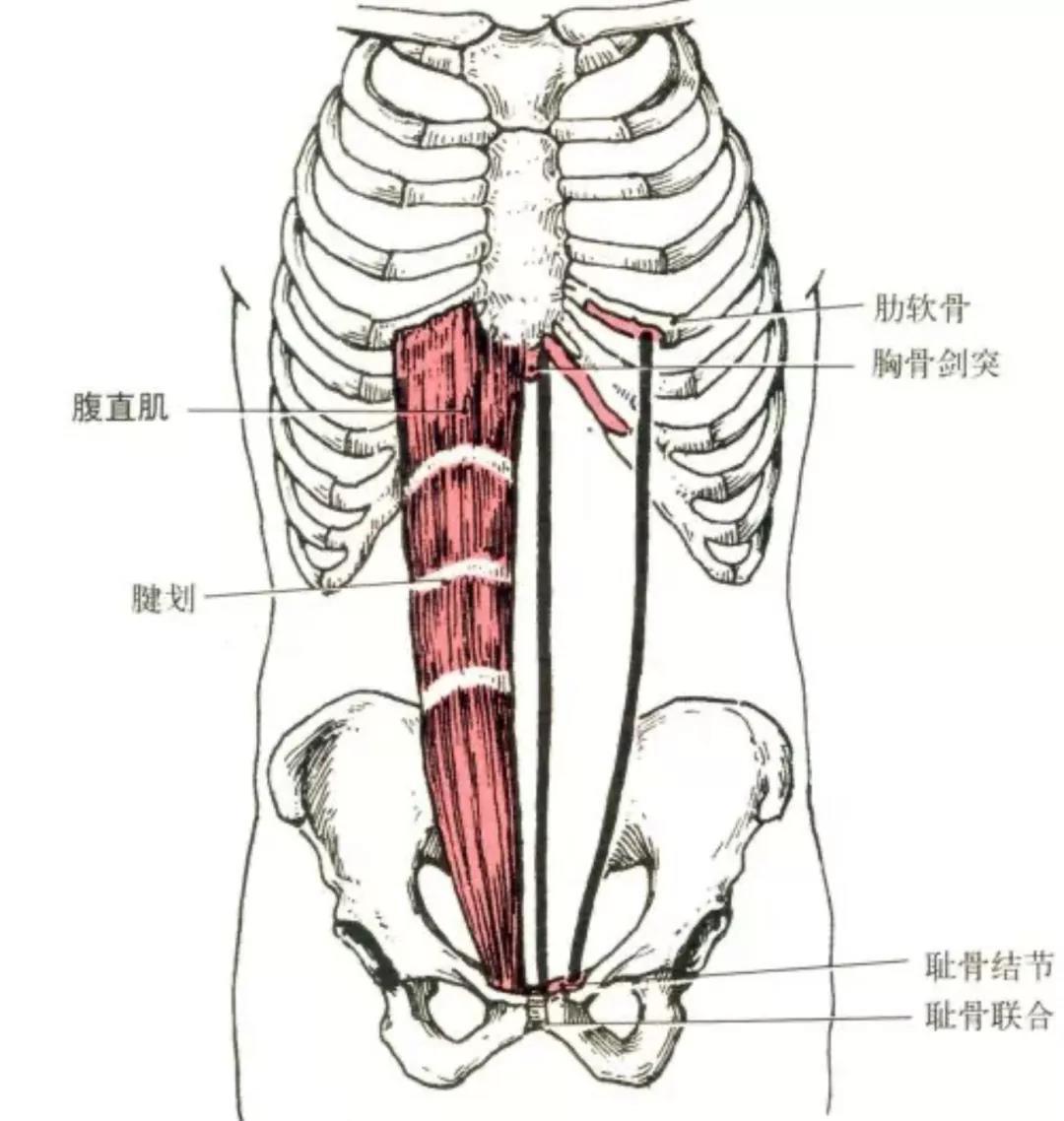 健身需要懂点解剖学上肢肌肉解剖及功能讲解