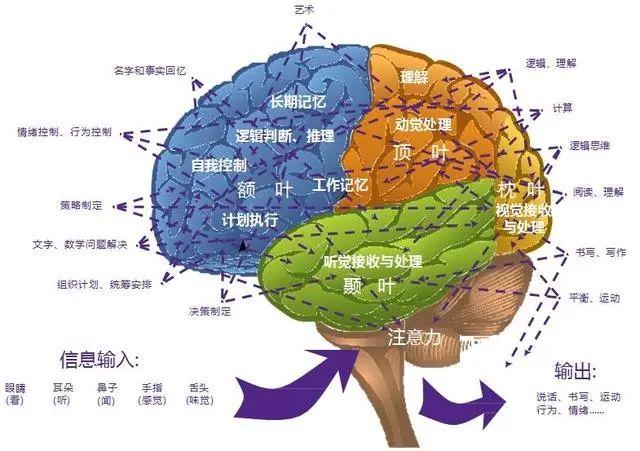 重复不间断练习重塑大脑 知乎