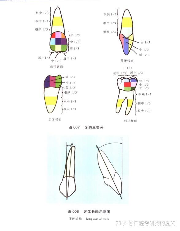 局部解剖部分,一些重点内容采取了绘图与尸体标本相结合的方法;在神经